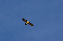 Gypaetus barbatus barbatus
