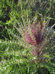 Cirsium scariosum
