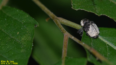Sternuchopsis trifida