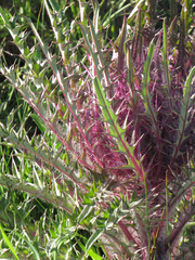 Cirsium scariosum