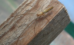 Tetragnatha montana