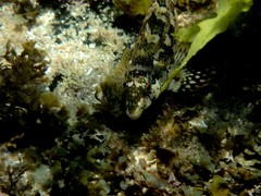 Chironemus marmoratus