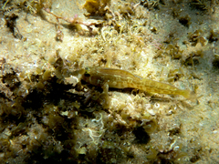 Parablennius intermedius