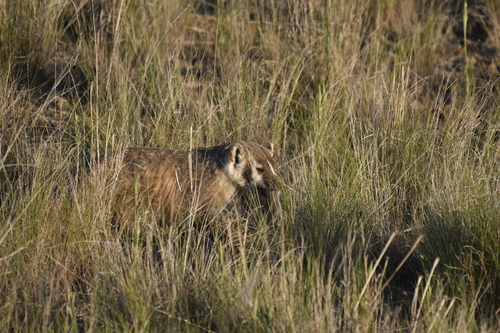 American Badger photographed in Washington