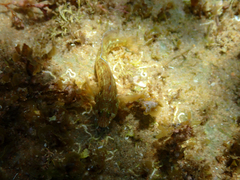 Parablennius intermedius