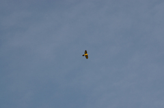 Gypaetus barbatus barbatus