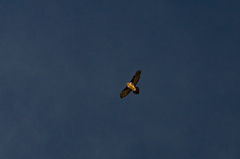 Gypaetus barbatus barbatus