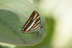 Adelpha syma