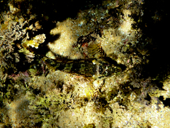 Chironemus marmoratus