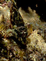 Chironemus marmoratus