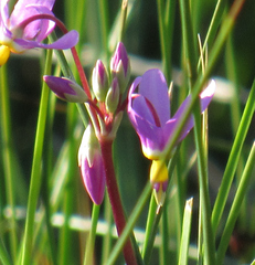 Primula pauciflora