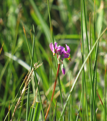 Primula pauciflora