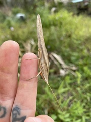 Euconocephalus nasutus