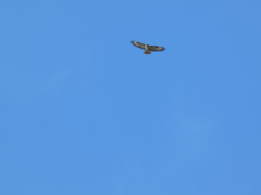 Buteo buteo
