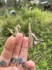 Euconocephalus nasutus