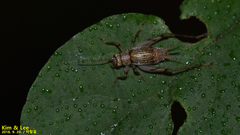 Svistella bifasciata