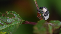 Sternuchopsis trifida