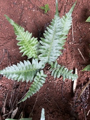 Blechnum appendiculatum