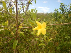 Pentalinon luteum