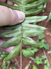 Blechnum appendiculatum