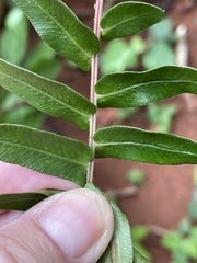 Blechnum appendiculatum