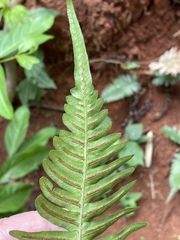 Blechnum appendiculatum