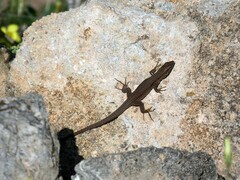 Podarcis siculus siculus