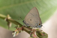 Parrhasius polibetes