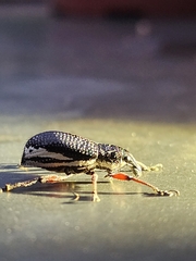 Alocorhinus curtisii