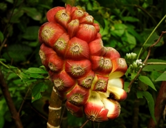 Montrichardia arborescens