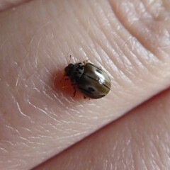 Mulsantina hudsonica