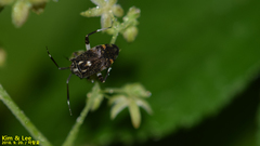 Eurystylus coelestialium