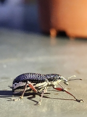 Alocorhinus curtisii
