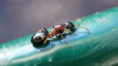 Dolichoderus quadripunctatus