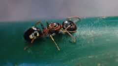 Dolichoderus quadripunctatus