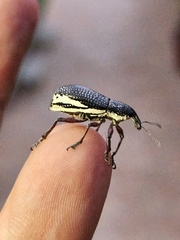 Alocorhinus curtisii