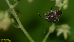 Eurystylus coelestialium