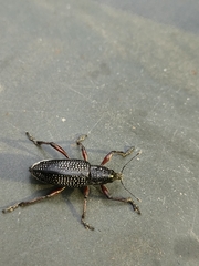 Alocorhinus curtisii