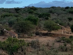 Giraffa camelopardalis reticulata