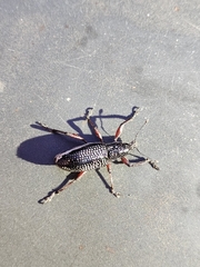 Alocorhinus curtisii