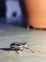 Alocorhinus curtisii