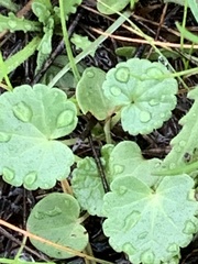 Sidalcea diploscypha