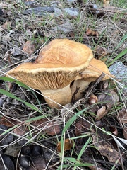 Paxillus cuprinus