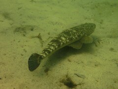 Platycephalus fuscus