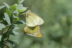 Colias palaeno europome