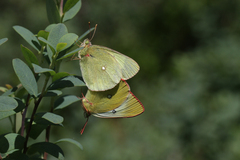 Colias palaeno europome