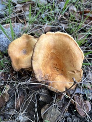 Paxillus cuprinus