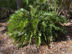 Zamia integrifolia