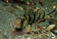 Centropogon australis