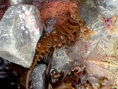 Undaria pinnatifida